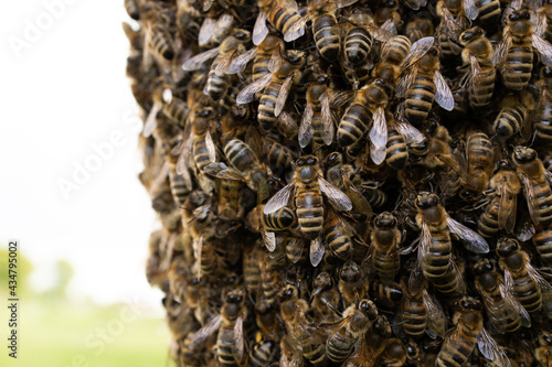 Geschwärmter Bienenschwarm in einer Kastanie