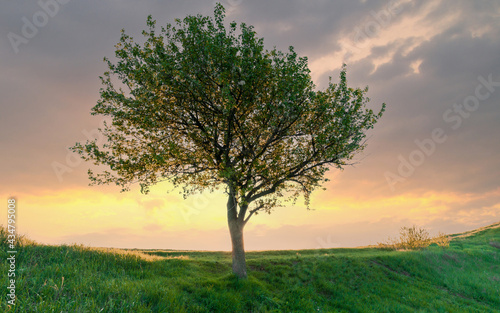 A single blooming tree on a mountain green grass hill in front of sunset bright sky with clouds.