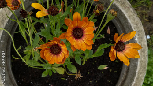 flowers in a pot