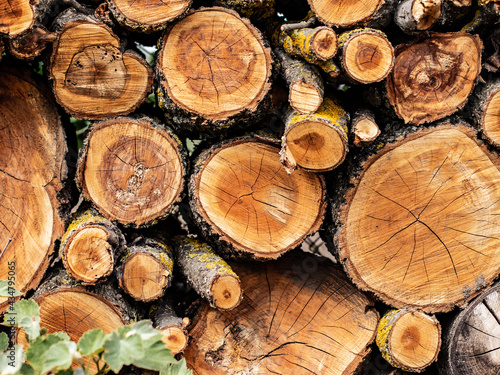 Old wooden tree cut surface. Detailed warm dark brown and orange tones of a felled tree trunk. 