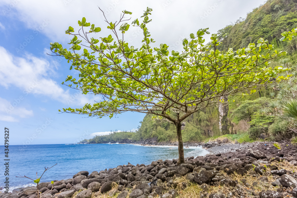 tree on the beach, Anse des Cascades, Reunion Island 
