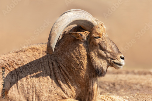 Male barbary sheep on the brown background photo