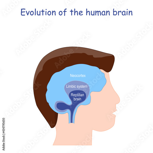 Fotografija Evolution of the human brain