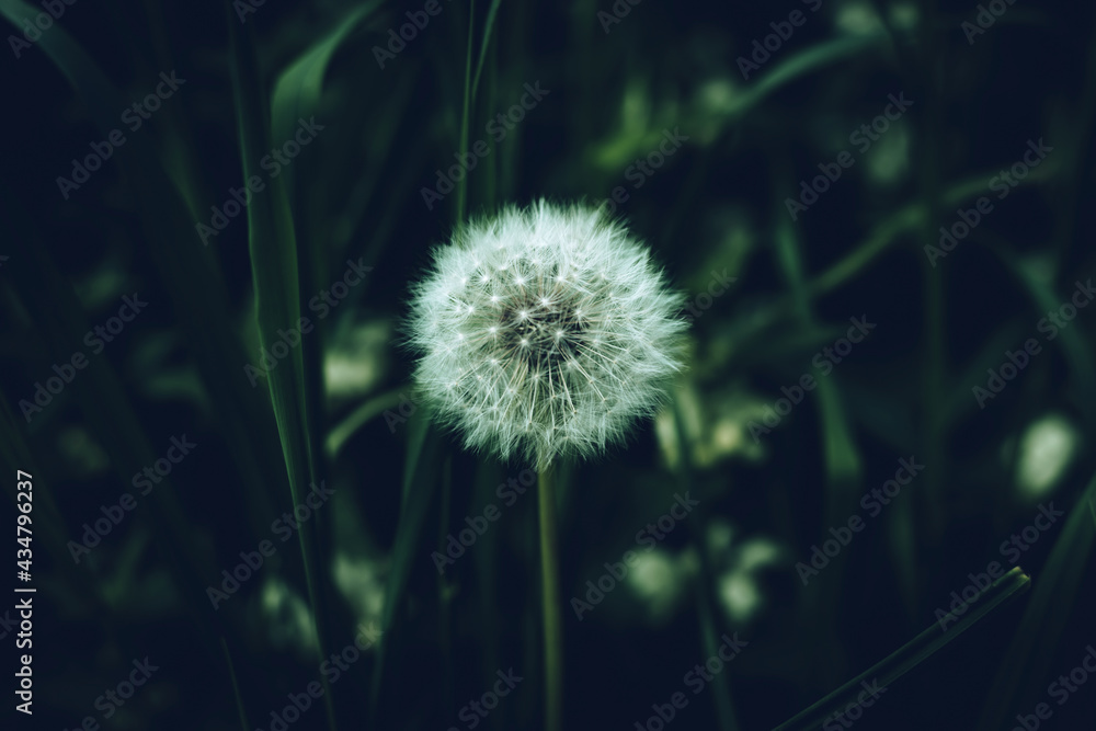 White fluffy dandelion flower head close-up against the blurred dark green grass in twilight. Cool floral background. White fluffy dandelion flower head close-up against the blurred dark green grass in twilight. Cool floral background.