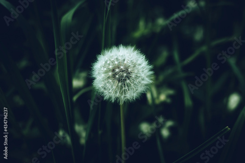 White fluffy dandelion flower head close-up against the blurred dark green grass in twilight. Cool floral background.