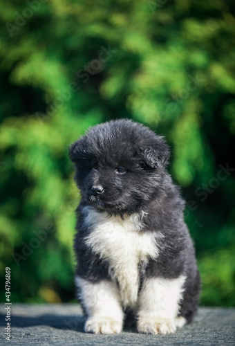 American akita cute puppy outside in the beautiful park. Akita litter in kennel photoshoot.