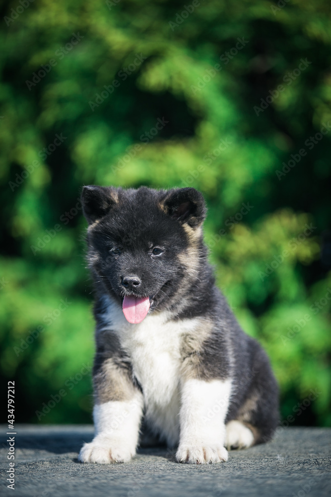 American akita cute puppy outside in the beautiful park. Akita litter in kennel photoshoot. American akita cute puppy outside in the beautiful park. Akita litter in kennel photoshoot.