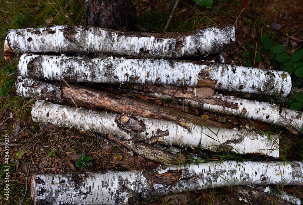 the texture of birch logs. Forest firewood is carelessly stacked in the forest outside. blurred in the background, selective focus. natural background in the forest area the texture of birch logs. Forest firewood is carelessly stacked in the forest outside. blurred in the background, selective focus. natural background in the forest area