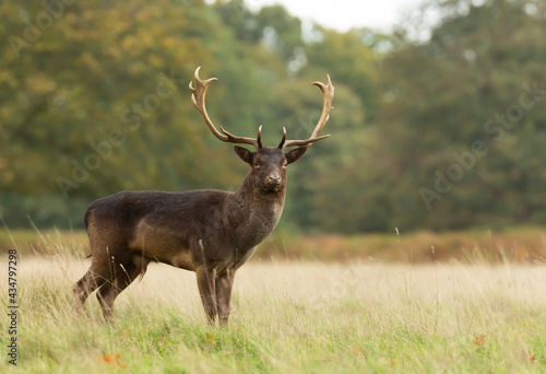 Fototapeta Naklejka Na Ścianę i Meble -  Fallow deer stag standing in a field of grass