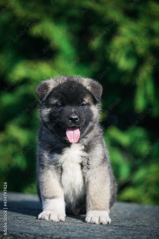 American akita cute puppy outside in the beautiful park. Akita litter in kennel photoshoot.