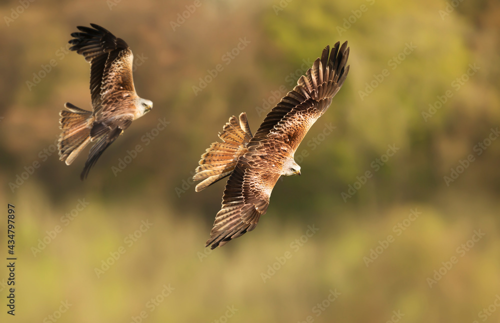 Obraz premium Close up of Red kites in flight