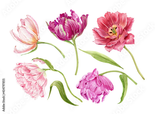 set of multicolored flowers tulips close-up. illustration watercolor hand painted