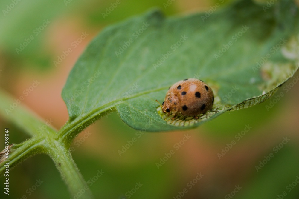 Obraz premium ladybug