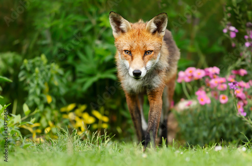 Close up of a red fox in summer © giedriius