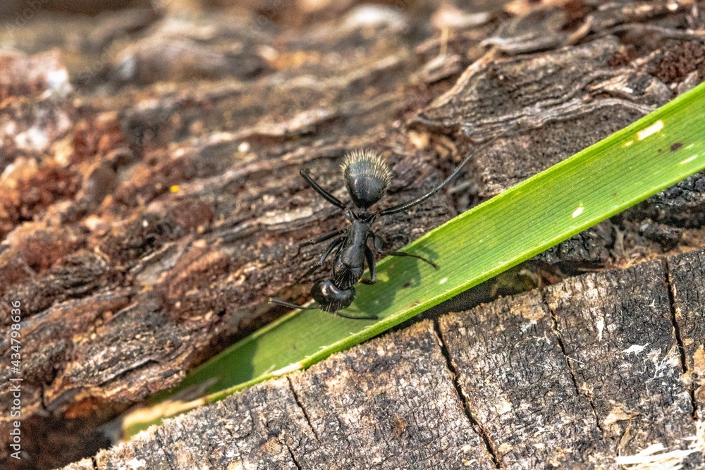 Black ant on foreground in the forest Black ant on foreground in the forest