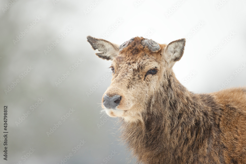 Close up of a Red deer having recently shed his antlers Close up of a Red deer having recently shed his antlers