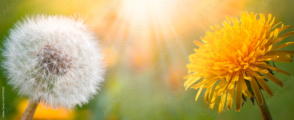 Obraz premium White dandelion and yellow dandelion on a sunny meadow background. 