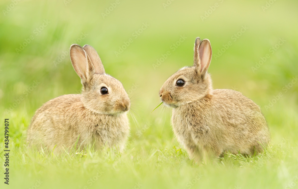 Fototapeta premium Close up of two cute little rabbits in meadow