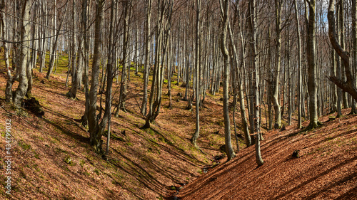 Sun casting its light through a beech forest during springtime. A small spring s valley crosses the wooded hills. Parang Mountains  Carpathia  Romania.