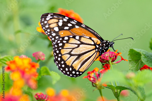 Orange butterfly in the garden © Andre Miranda Fotos