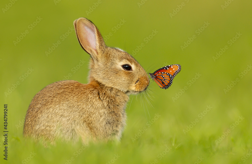 Cute little rabbit with a butterfly on nose Cute little rabbit with a butterfly on nose