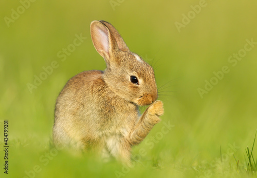 Close up of a cute little rabbit sitting in grass in spring, UK. © giedriius