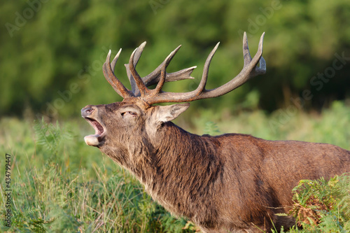 Portrait of a red deer stag calling during rutting season