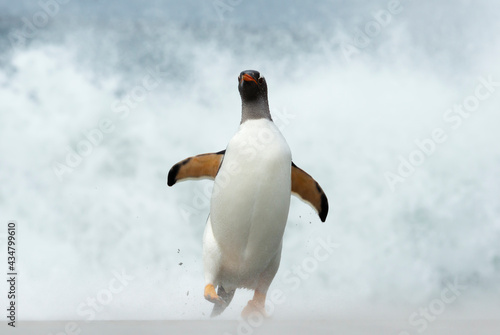 Gentoo penguin on a stormy beach by Atlantic ocean