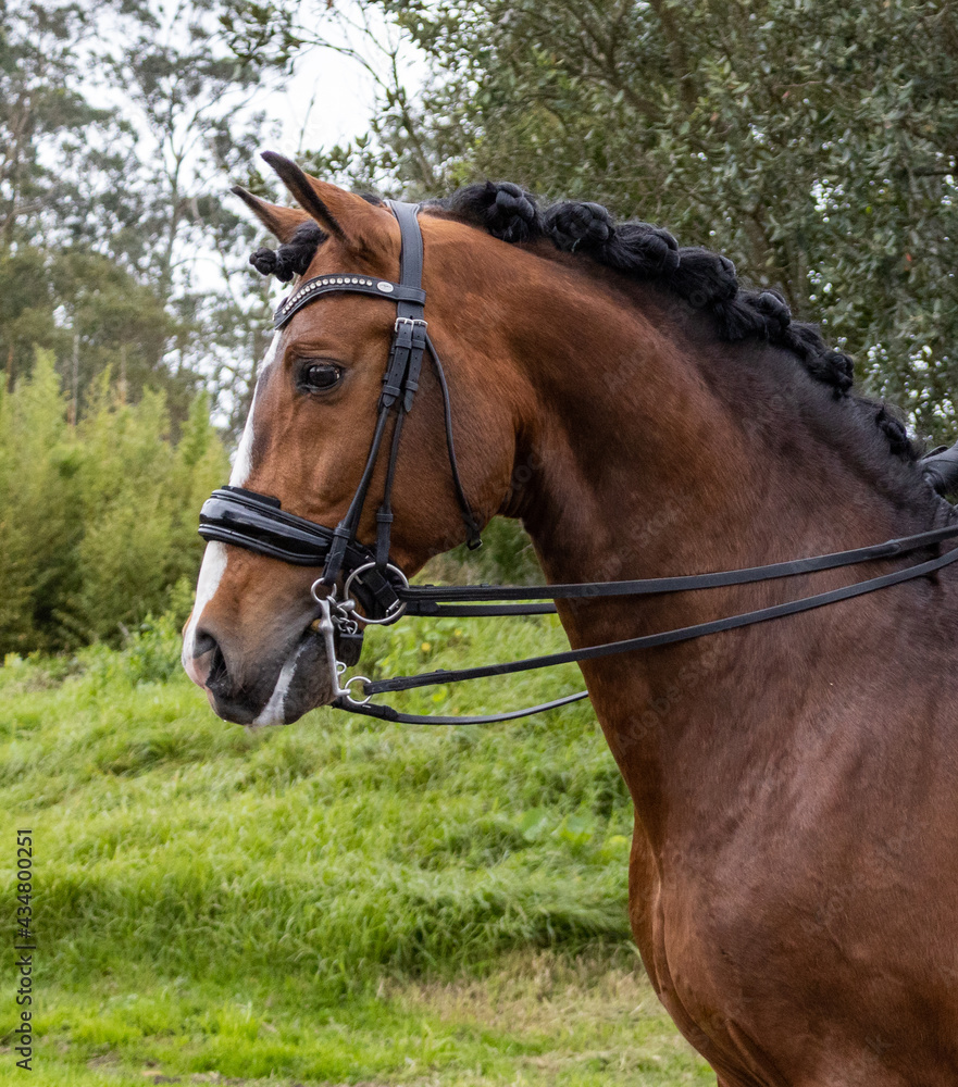 Amazing Lusitano horse with bridle, looking attentively, Azores islands. Amazing Lusitano horse with bridle, looking attentively, Azores islands.