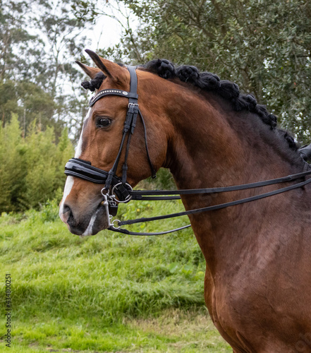 Amazing Lusitano horse with bridle, looking attentively, Azores islands.