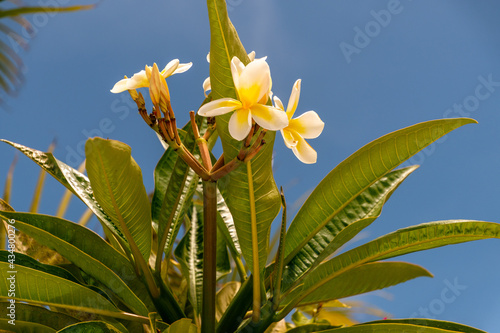 Obraz na plátně Plumeria alba pertenece a la familia Apocynaceae