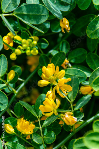 Senna bicapsularis pertenece a la familia Fabaceae