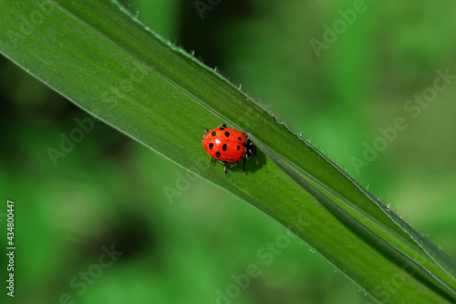 red ladybug in the green leaf