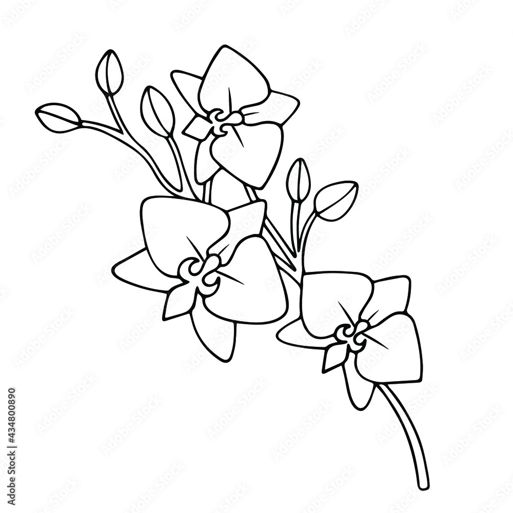 Obraz premium Orchid branch with flowers. Black and white vector drawing. Vector illustration. Isolated