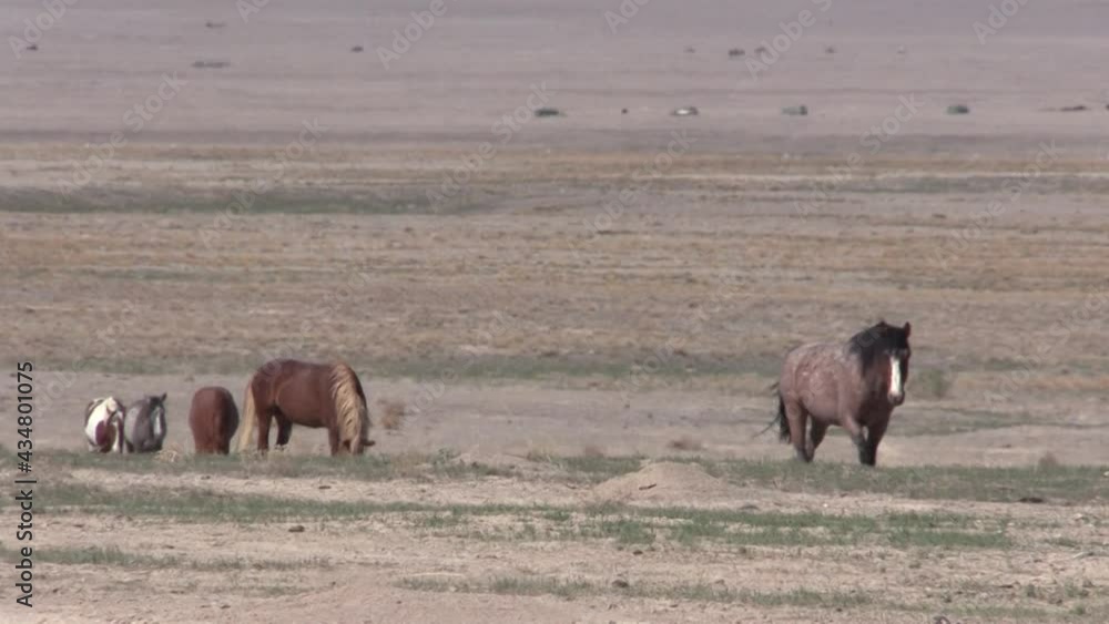 Herd of Wild Horses in the Utah Desert Herd of Wild Horses in the Utah Desert