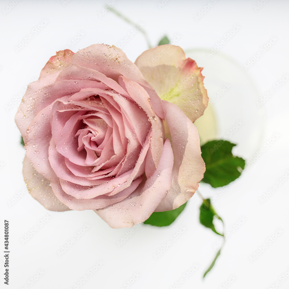 One pale purple rose in a white fluted vase on the table as decoration for the wedding reception for special occasion One pale purple rose in a white fluted vase on the table as decoration for the wedding reception for special occasion