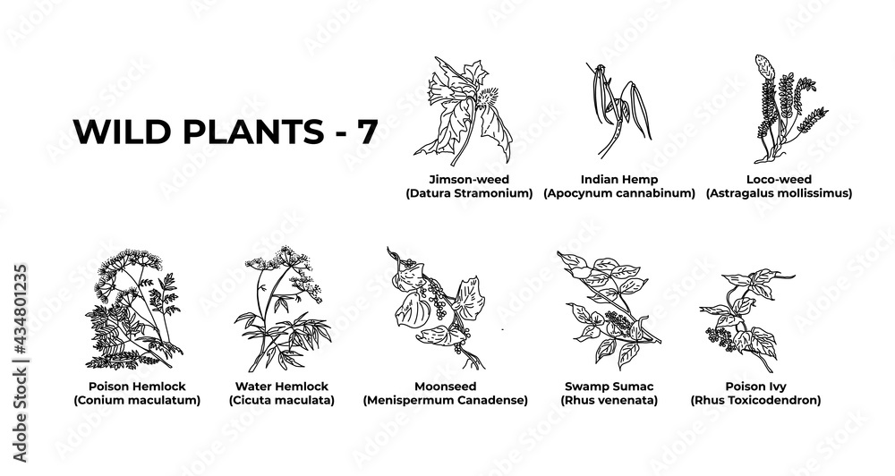Hand-drawn design botanical elements set.