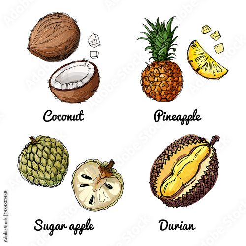 Vector food icons of fruits. Colored sketch of food products. Coconut, pineapple, sugar apple, durian