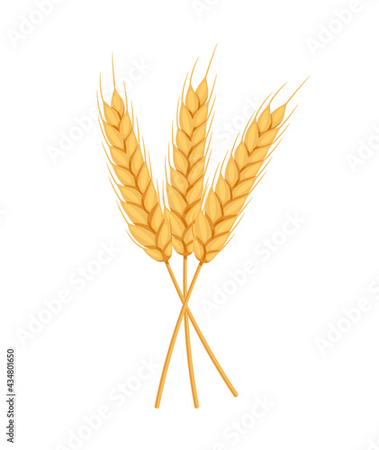 Ears, spikelets of wheat with grains. Yellow flakes for bakers, flour production design. Whole stalks of wheat, an element for packaging organic vegetarian food. Vector isolated flat illustration