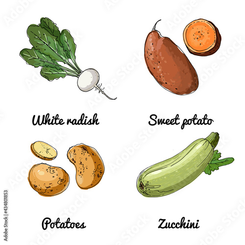 Vector food icons of vegetables. Colored sketch of food products. Salad radish, potatoes, sweet potatoes, zucchini