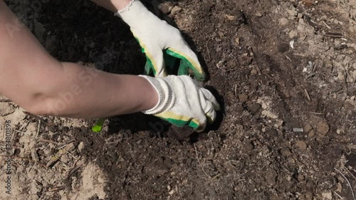 farmer carefully plants pumpkin or zucchini seedling in the prepared soil, organic gardening and spring work on farm, close up view