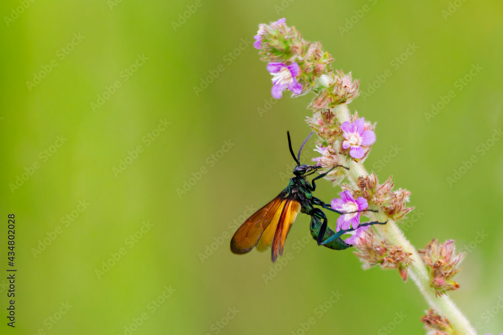 Colorful wasp in a flower with a green background Colorful wasp in a flower with a green background