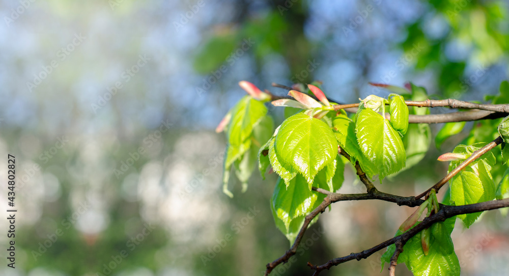 Sun rays and light shining through green leaves and tree branches. Spring. Summer. Sun rays and light shining through green leaves and tree branches. Spring. Summer.