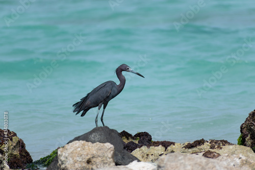 Garza negra