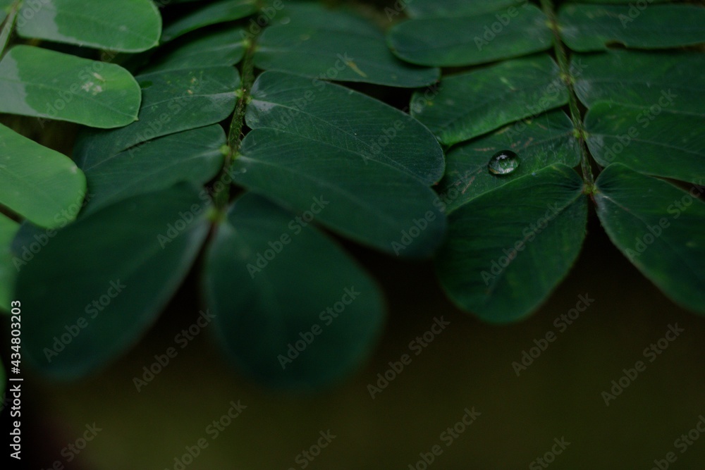 leaves with rain drops leaves with rain drops