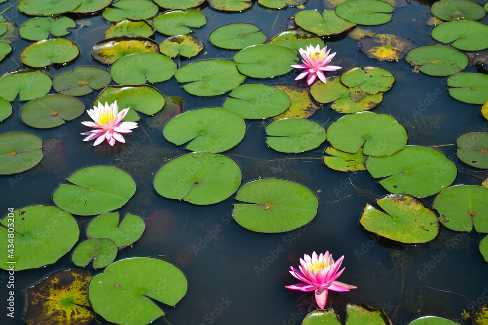 water lilies in the pond