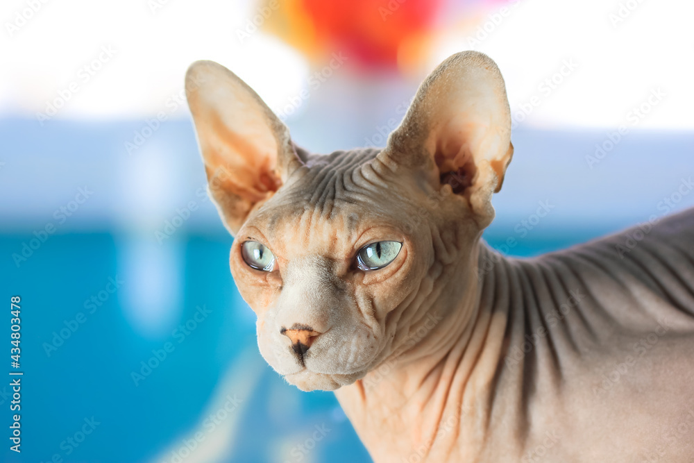 A domestic cat that is looking at the camera. Bald gray cat breed Canadian Sphynx with blue eyes in the interior of the apartment on a blue background. Kitties muzzle portrait close-up. Wrinkled skin.