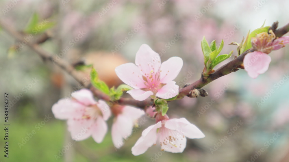 spring flowers fruit trees close up background spring flowers fruit trees close up background