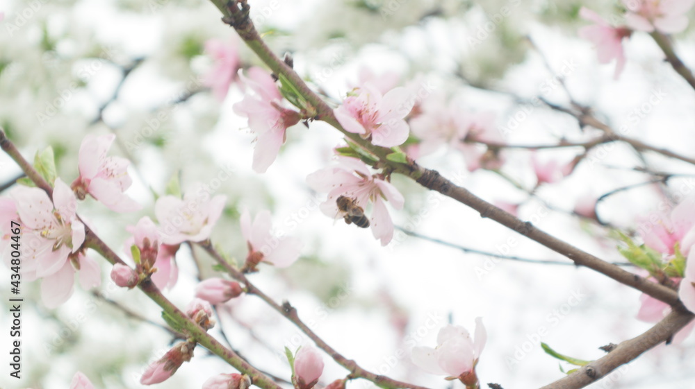 spring flowers fruit trees close up background