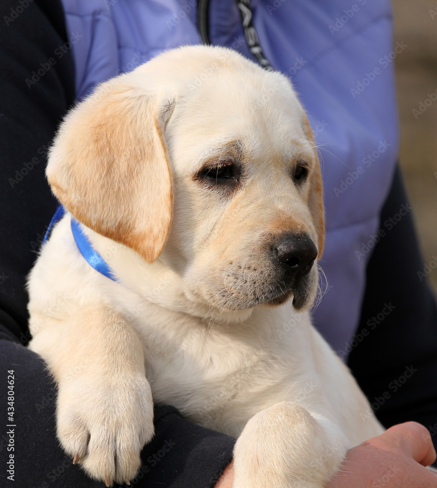 sweet nice yellow labrador puppy portrait sweet nice yellow labrador puppy portrait